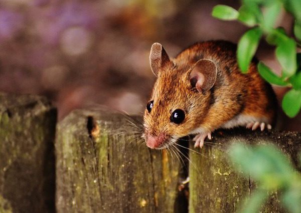 Myszy i szczury – jak zabezpieczyć przed nimi drewniany domek?